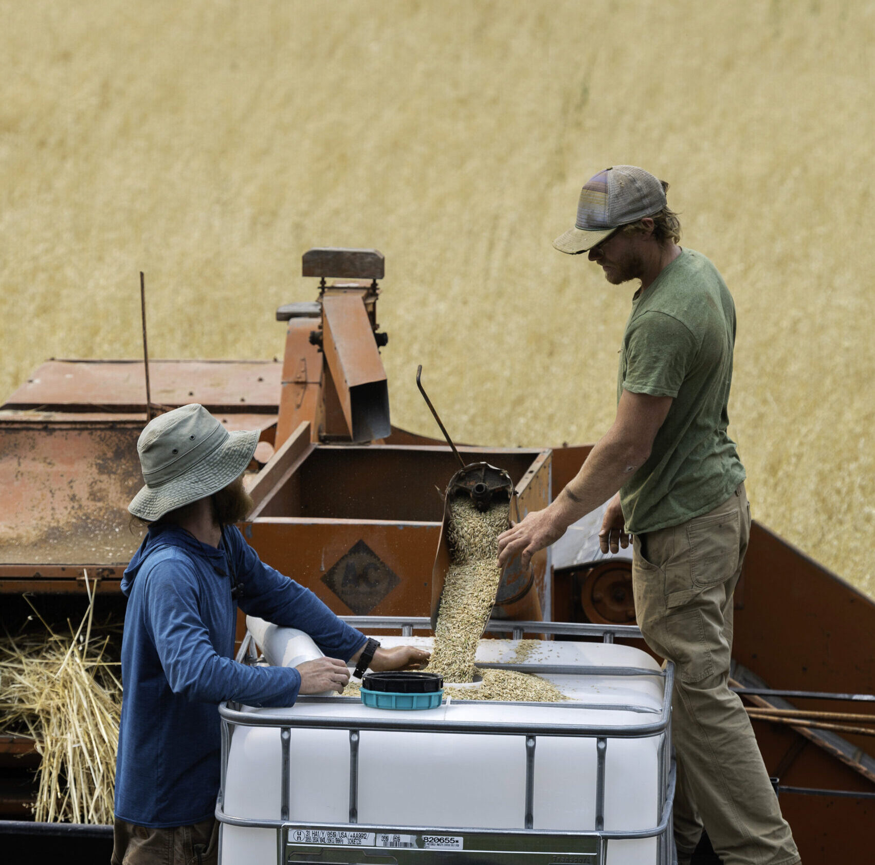 Copy of Oat_Harvest.9.7.20.576