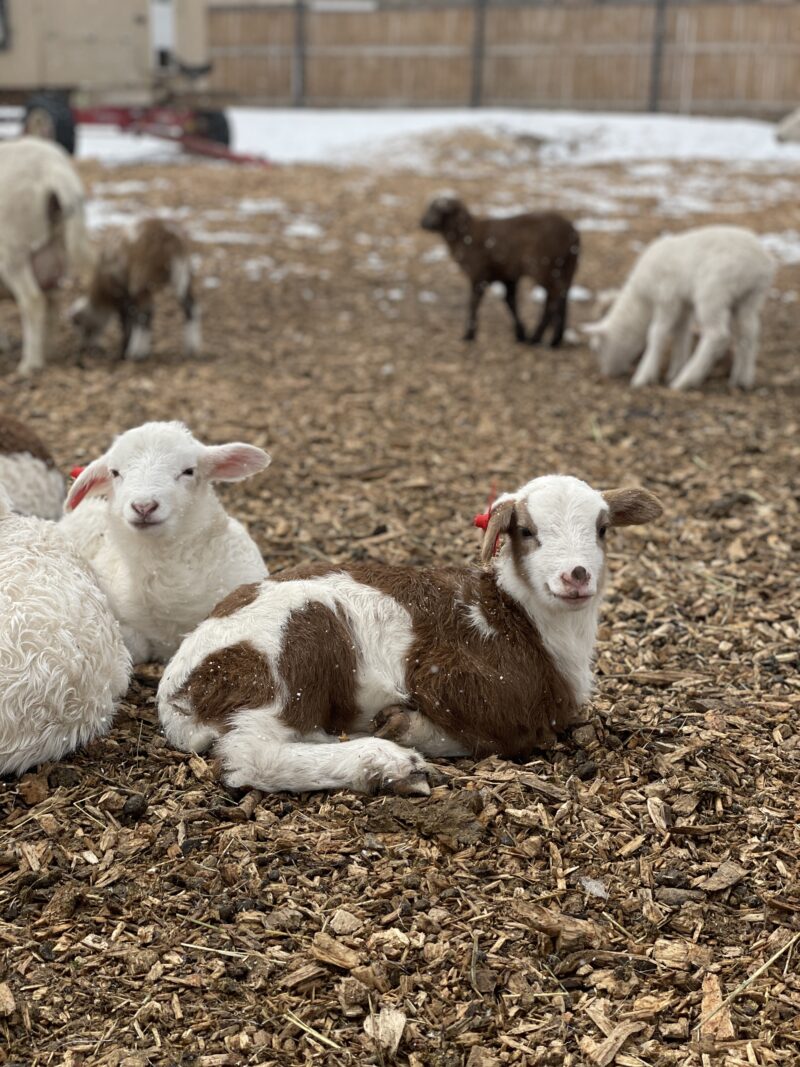 Ways to Support – Farm Collaborative